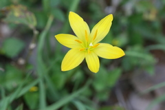 Zephyranthes citrina